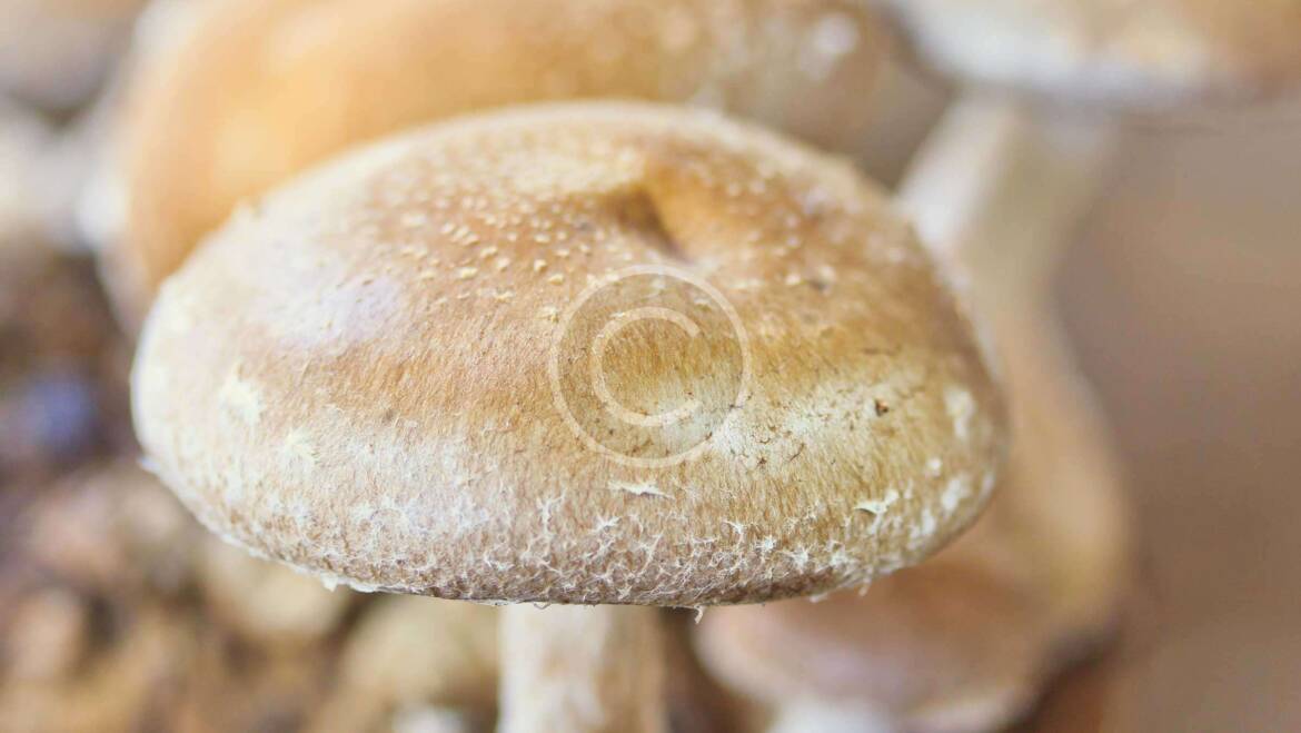 Umbrella Polypore